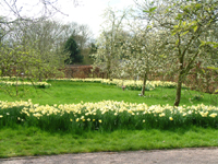 Daffodils in the orchard